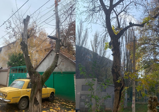 В Одесі планують зрізати 26 дерев