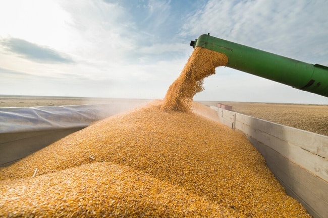 СБУ встановила зрадників, які допомогли рф викрасти понад 650 тисяч тонн українського зерна