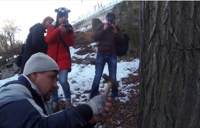 Одесские общественники решили гвоздями защитить деревья от спиливания 