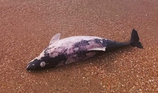 Стало відомо про загибель сотень дельфінів на березі Чорного моря