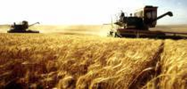 Одесская область уже собрала 3 миллиона тонн нового урожая зерновых