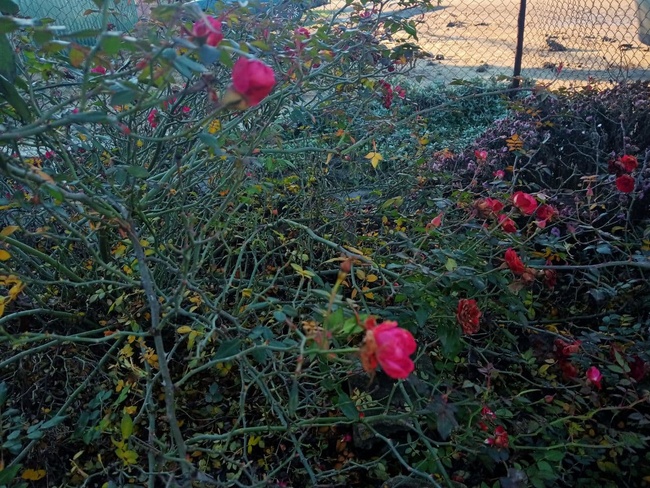 Зимові квіти: через аномально теплу погоду на Одещині зацвіли троянди