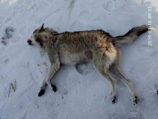 В Ренийском районе впервые за много лет добыли волка