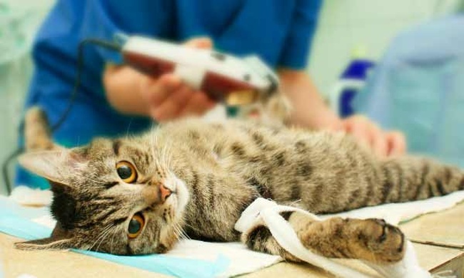 Одесские депутаты согласовали выделение почти миллиона на стерилизацию котов