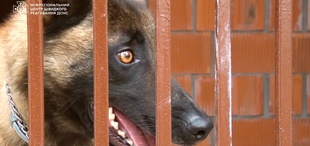 Миколаївщину розміновують за допомогою спеціально вивчених собак
