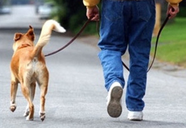 В парках Одессы построят площадки для выгула собак за 700 тысяч гривень