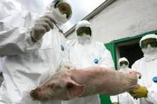 В Одесской области отмечают случай африканской чумы свиней