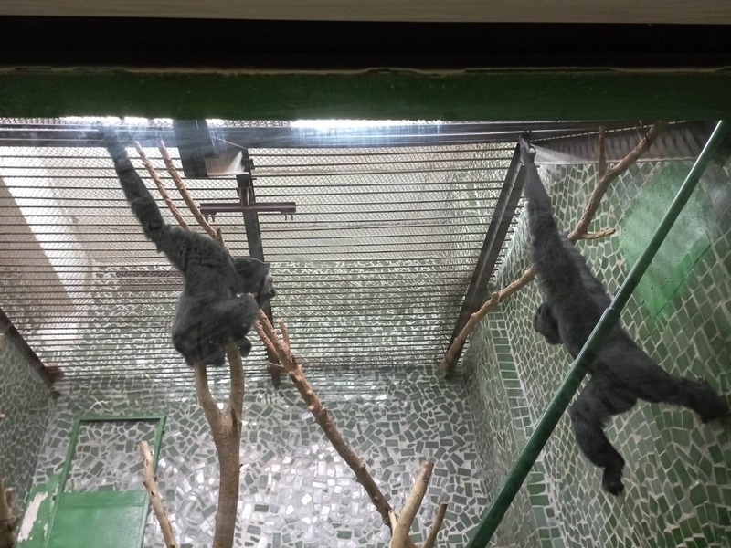 У Миколаївському зоопарку провели захід для дітей за участю мавп