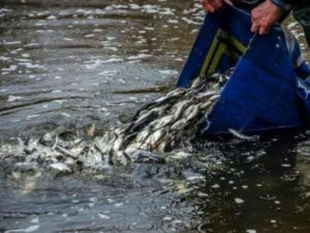 У водойми Одещини випущено понад 6 мільйонів екземплярів риб