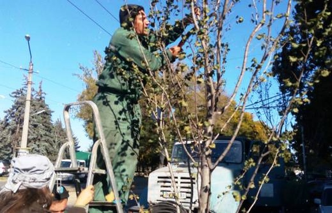 Одесские коммунальщики намерены высадить за осень пять сотен деревьев в центре города